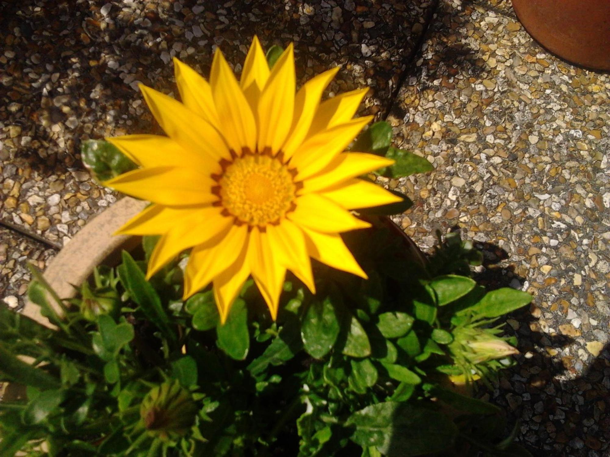 Rosslare Strand Rooms Only Accommodation Rosslare Harbour Eksteriør bilde